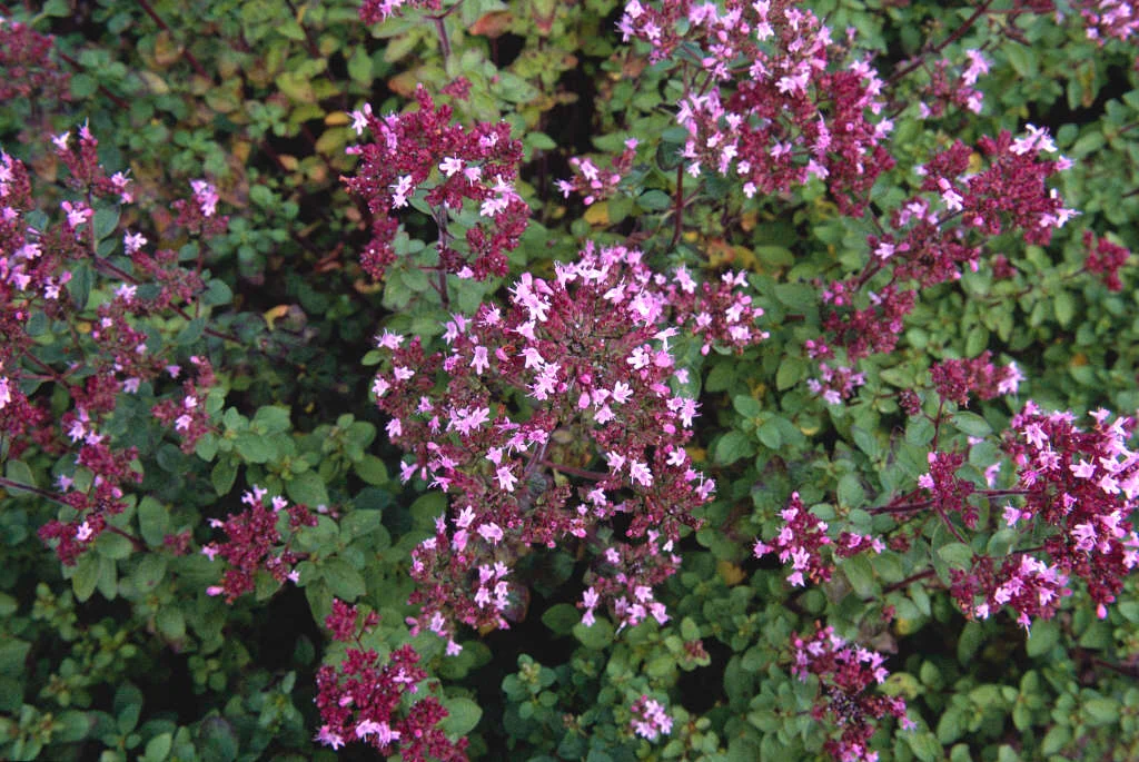 Origanum compactum, mountain herb of ancient Mesopotamia